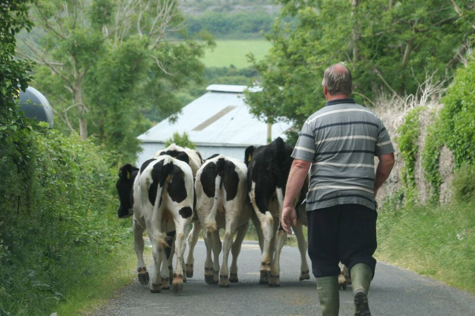 calor dairy farm