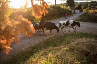 cows in a farm 