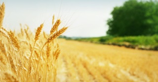 Grain drying Calor Ireland