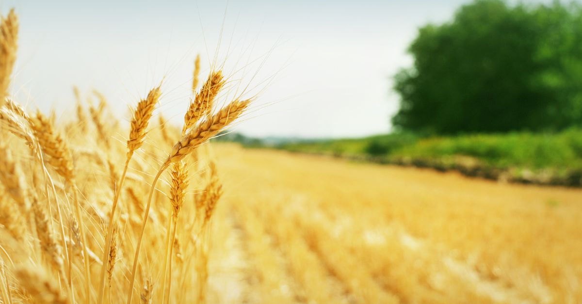 Grain drying Calor Ireland