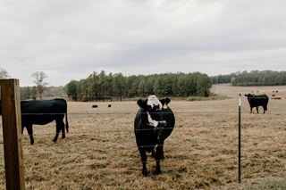 Dairy Farm Cows