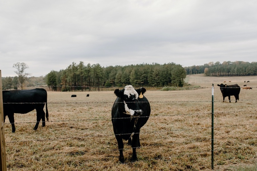 dairy farm cows