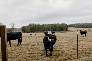 dairy cows in field