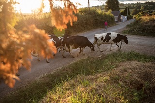 Dairy Farming LPG