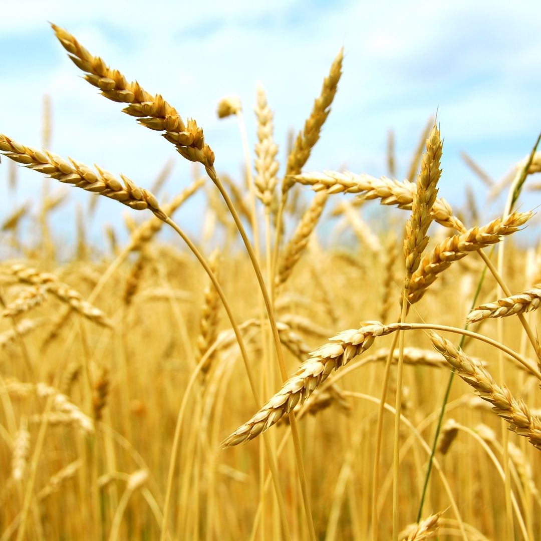 Grain Drying