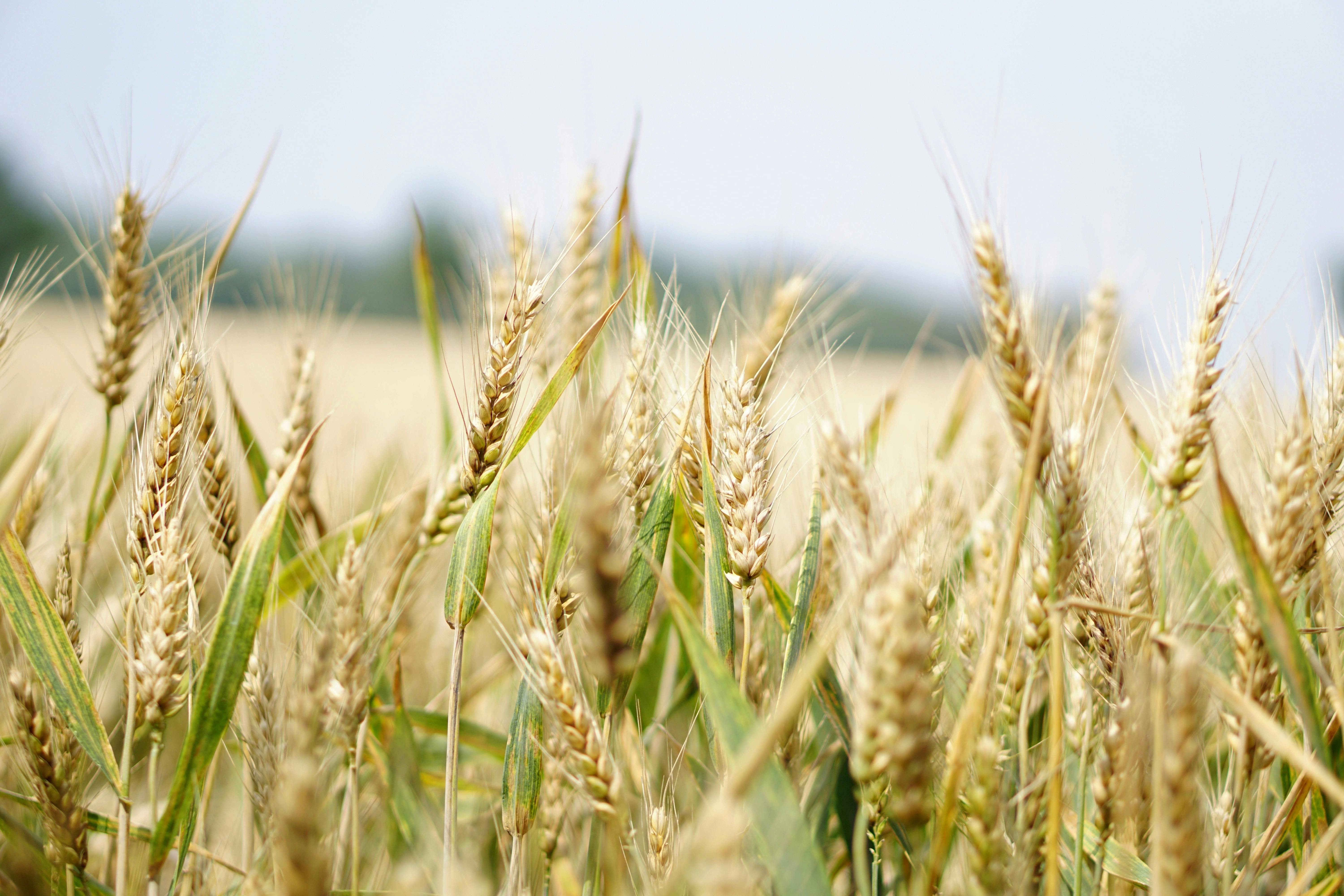 close up image of a wheat field