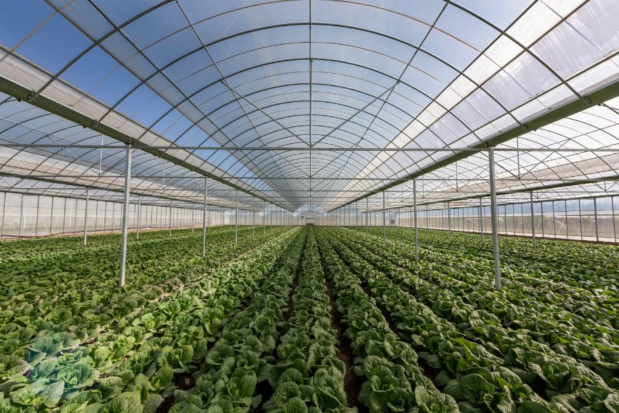 greenhouse farming